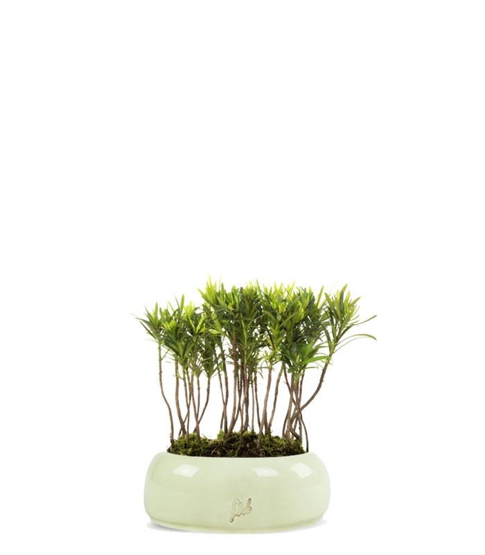 Podocarpus Boschetto S