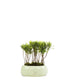 Podocarpus Boschetto S