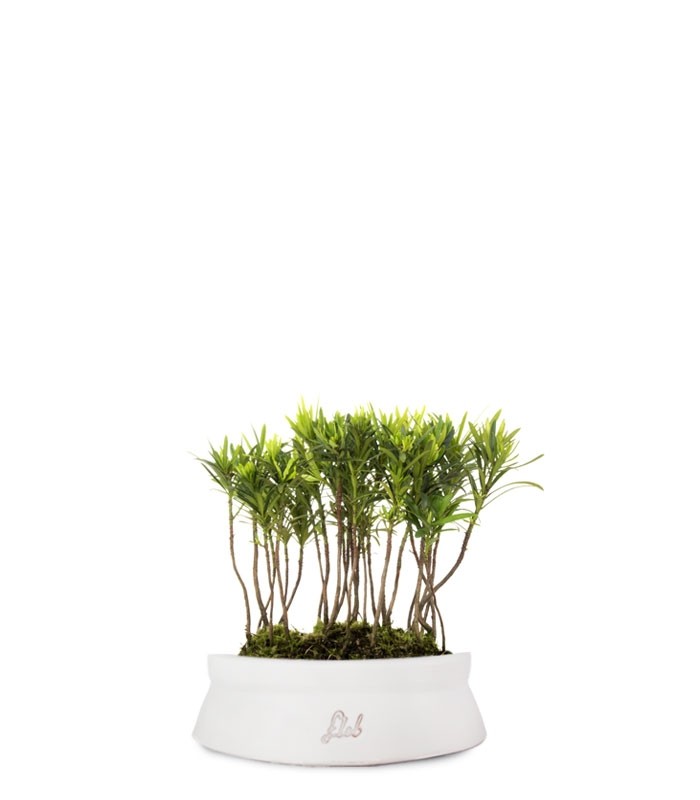 Podocarpus Boschetto S