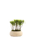 Podocarpus Boschetto S