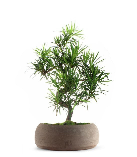 Podocarpus L