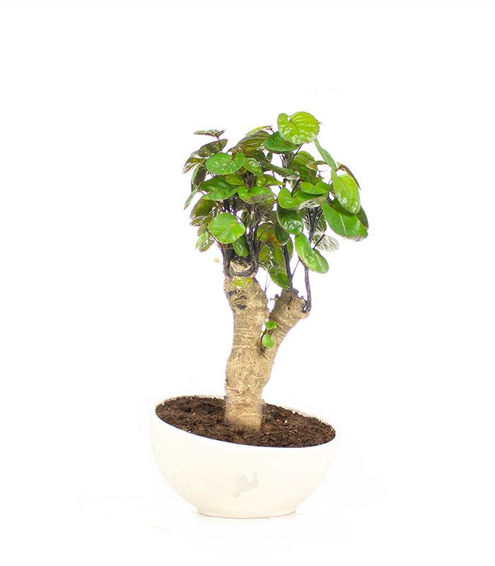 Polyscias Fabian vaso ciotola in terracotta