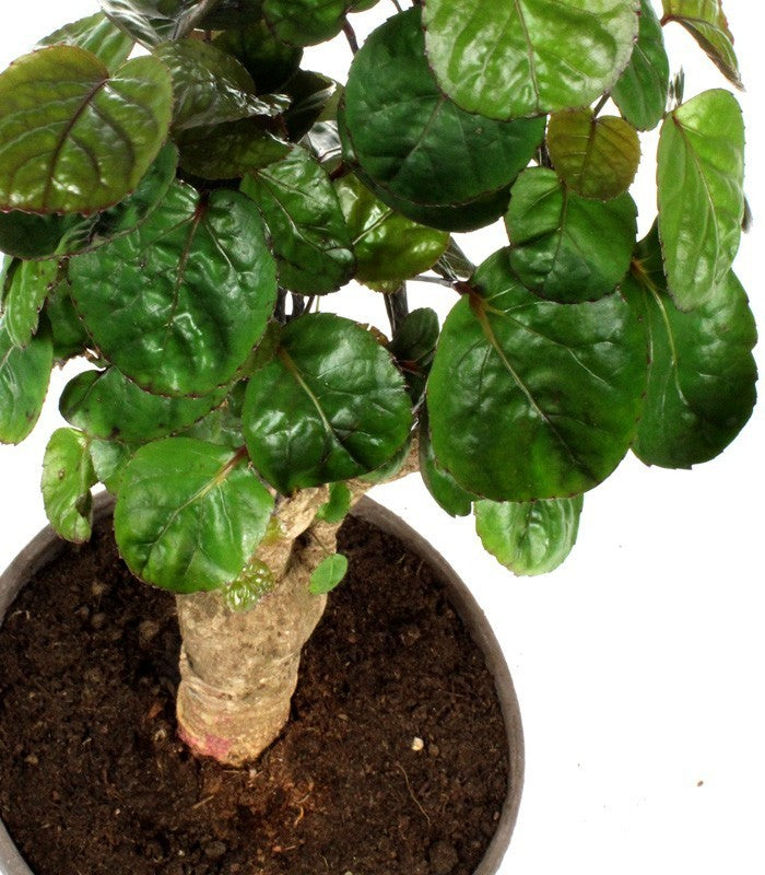Polyscias Fabian vaso ciotola in terracotta
