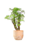 Polyscias Fruticosa