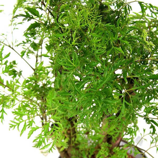 Polyscias Fruticosa