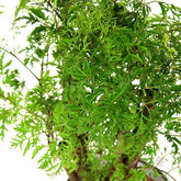 Polyscias Fruticosa