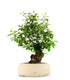 Prunus Mume XL