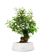Prunus Mume XL
