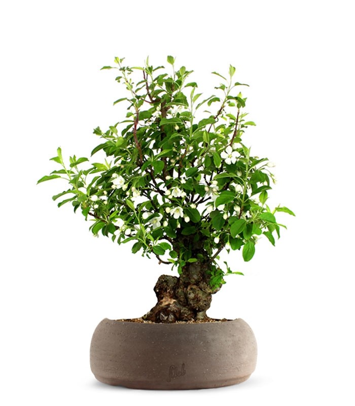 Prunus Mume XL