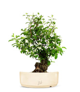Prunus Mume XL