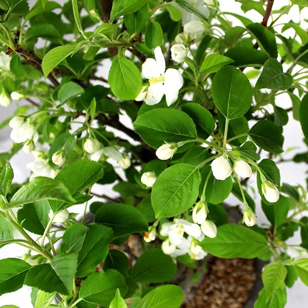 Prunus Mume XL