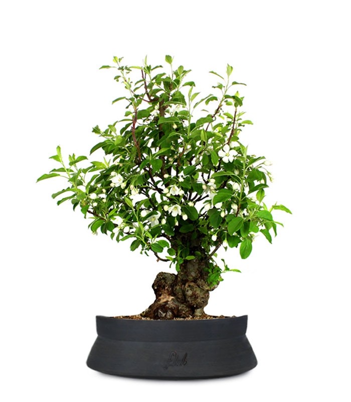 Prunus Mume XL