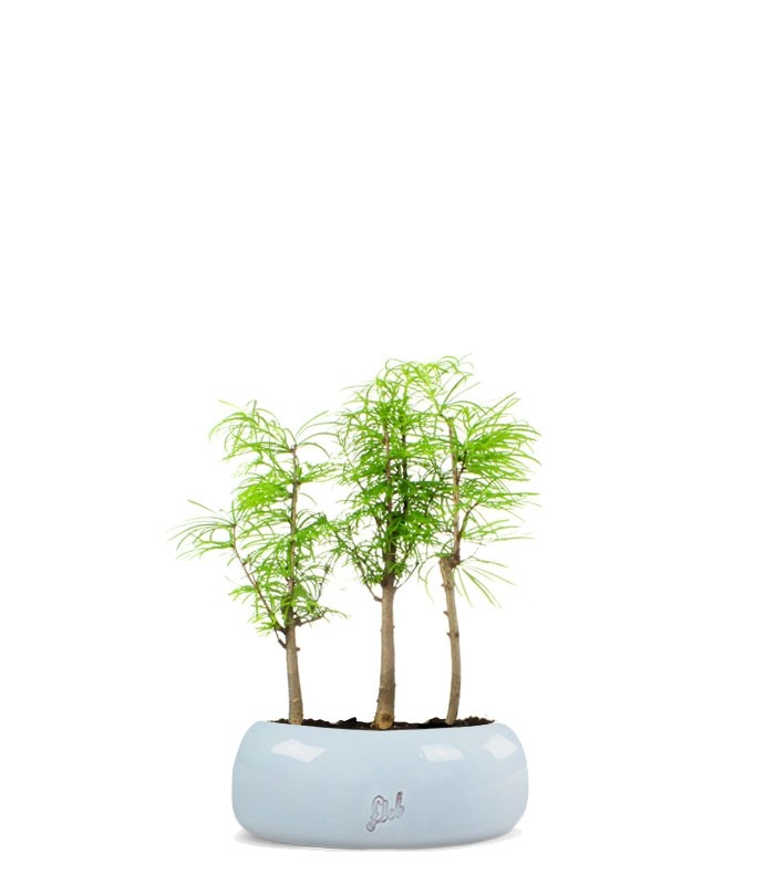 Pseudolarix boschetto