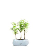 Pseudolarix boschetto