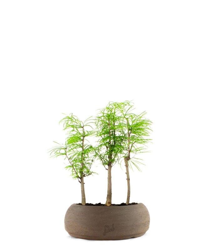 Pseudolarix boschetto