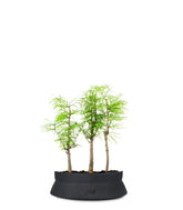 Pseudolarix boschetto