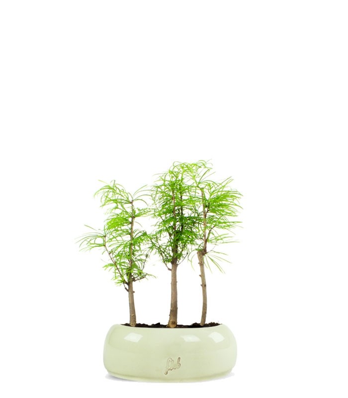 Pseudolarix boschetto
