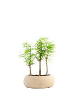 Pseudolarix boschetto