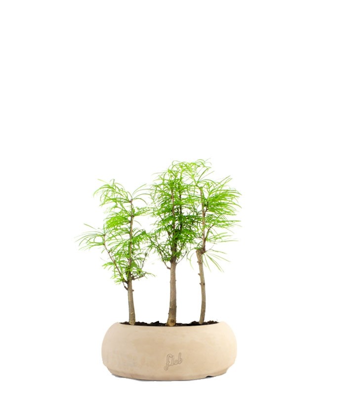 Pseudolarix boschetto