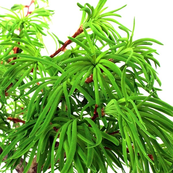 Pseudolarix boschetto