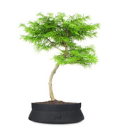 Pseudolarix L