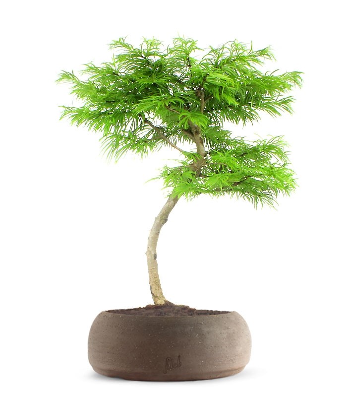 Pseudolarix L
