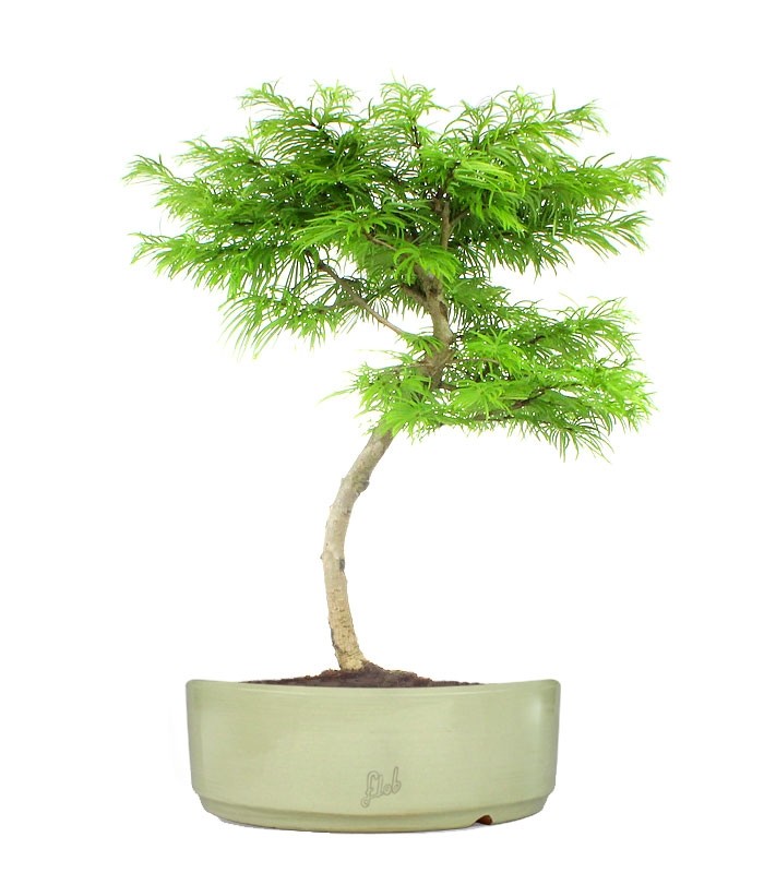 Pseudolarix L