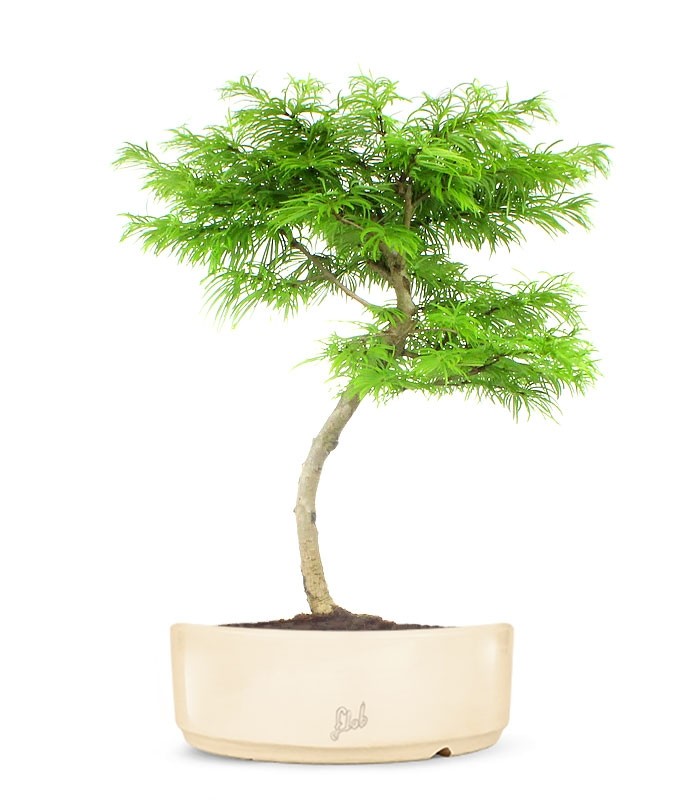 Pseudolarix L