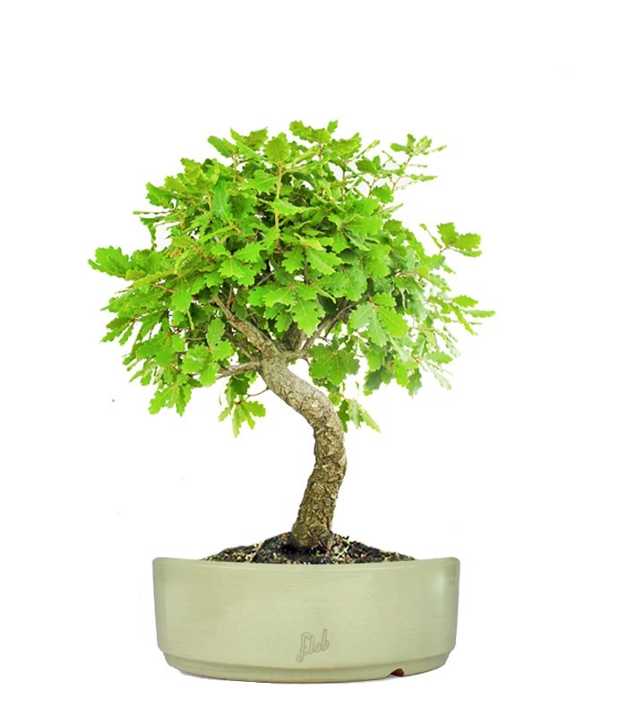 Quercia Impalcata
