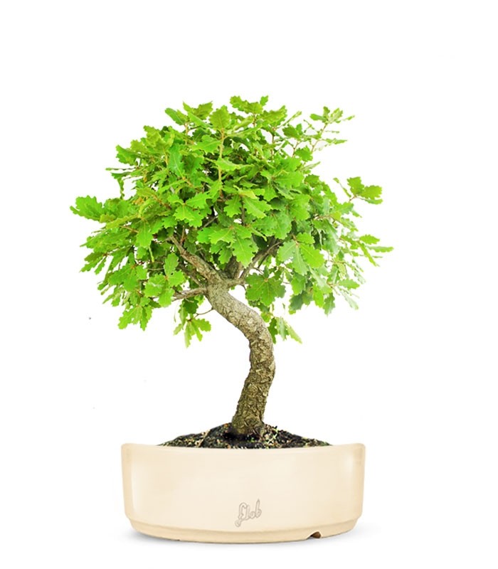 Quercia Impalcata