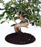 Quercia sughera impalcata