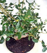 Quercia sughera impalcata