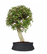 Quercia sughera XL