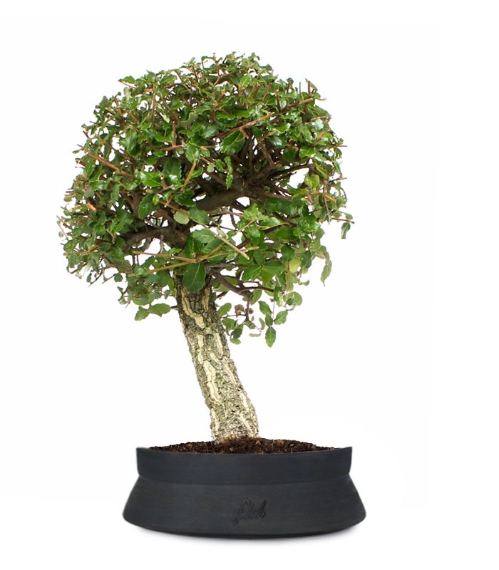 Quercia sughera XL