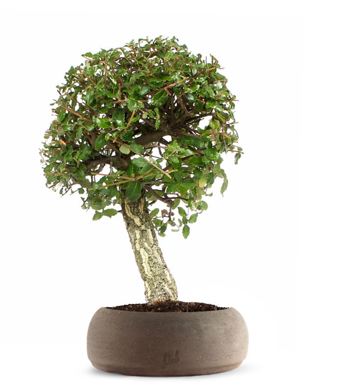 Quercia sughera XL