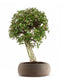 Quercia sughera XL