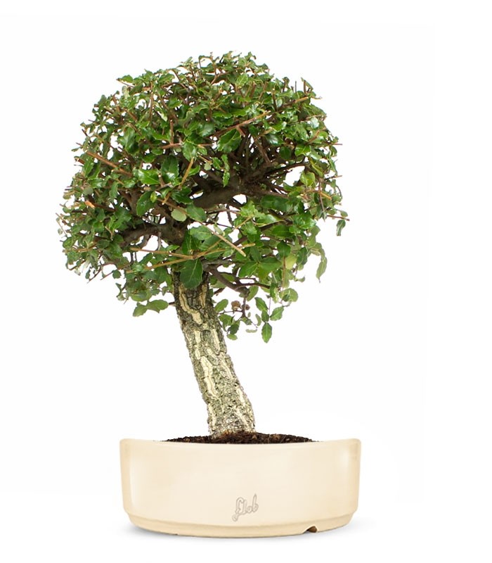 Quercia sughera XL
