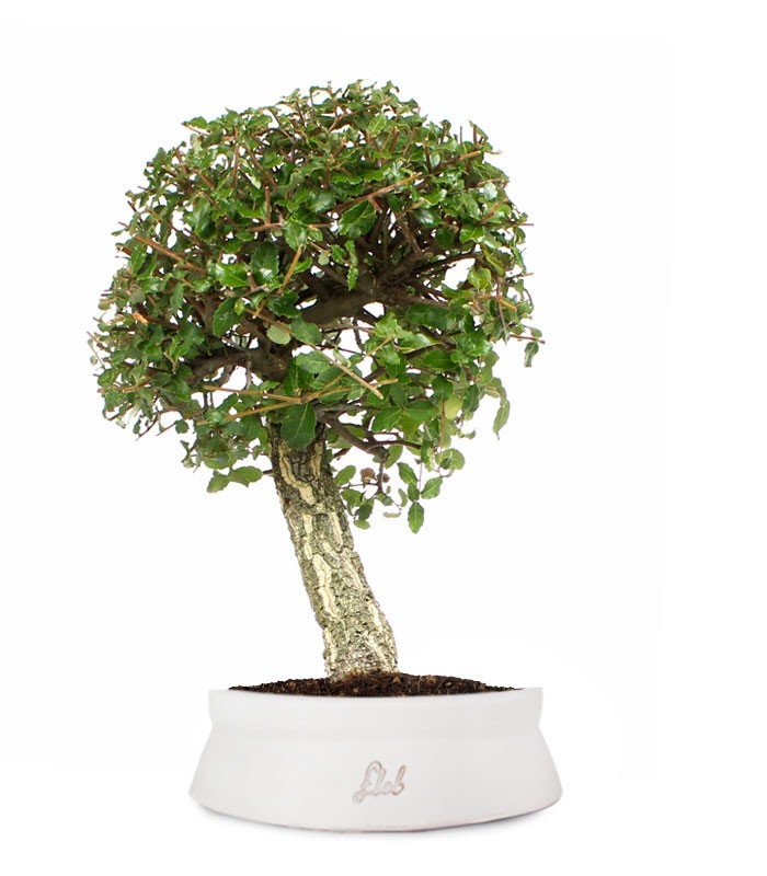 Quercia sughera XL