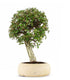 Quercia sughera XL