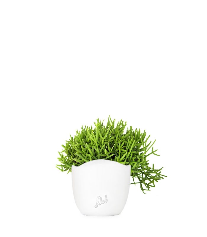 Rhipsalis burchellii