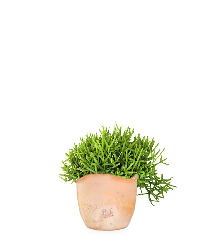 Rhipsalis burchellii
