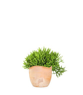 Rhipsalis burchellii