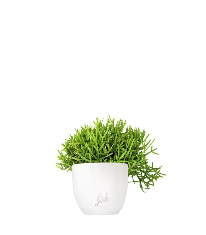 Rhipsalis burchellii