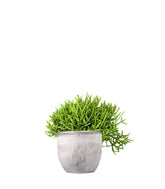 Rhipsalis burchellii
