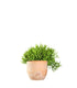 Rhipsalis burchellii
