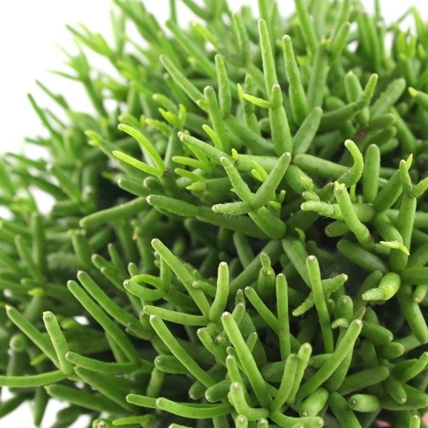 Rhipsalis burchellii