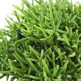 Rhipsalis burchellii