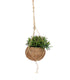 Rhipsalis Burchellii in fibra di cocco