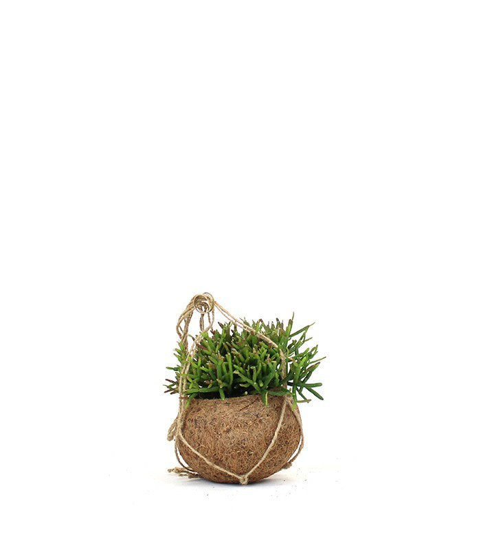 Rhipsalis Burchellii in fibra di cocco