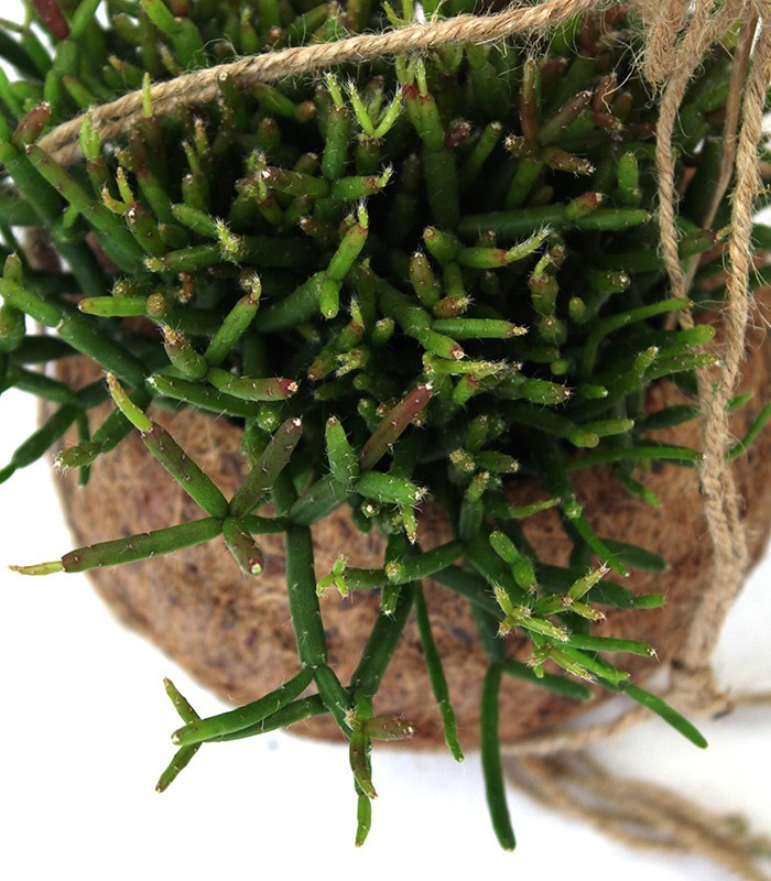 Rhipsalis Burchellii in fibra di cocco